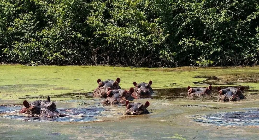 Parque Nacional de Orango